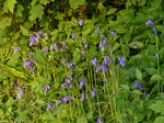 FZ029188 Bluebells.jpg